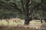 Red Deer (Cervus elaphus)