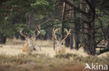 Red Deer (Cervus elaphus)