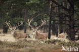 Red Deer (Cervus elaphus)