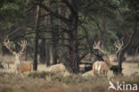 Red Deer (Cervus elaphus)