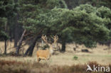 Red Deer (Cervus elaphus)