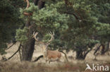 Red Deer (Cervus elaphus)