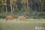 Red Deer (Cervus elaphus)