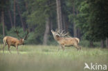 Red Deer (Cervus elaphus)