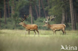 Red Deer (Cervus elaphus)