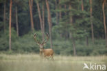 Red Deer (Cervus elaphus)