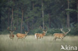 Red Deer (Cervus elaphus)