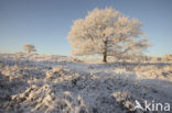 Oak (Quercus)