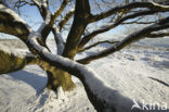 Oak (Quercus)