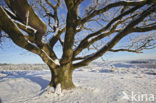 Oak (Quercus)