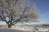 Oak (Quercus)