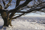 Oak (Quercus)