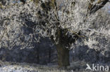 Oak (Quercus)