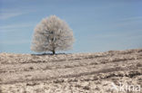 Oak (Quercus)