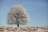 Oak (Quercus)