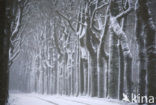 Oak (Quercus)