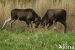 Eland (Alces alces)