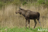 Eland (Alces alces)