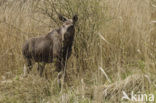 Eland (Alces alces)