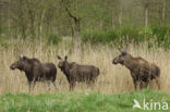 Eland (Alces alces)