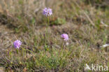 Engels gras (Armeria maritima) 