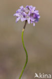 Thrift seapink (Armeria maritima)