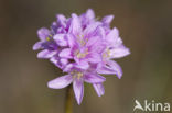 Engels gras (Armeria maritima) 