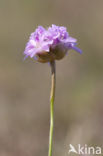 Engels gras (Armeria maritima) 