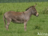 Donkey (Equus asinus)