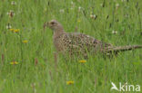 Ring-necked Pheasant (Phasianus colchicus)