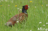 Ring-necked Pheasant (Phasianus colchicus)