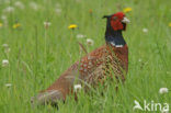 Ring-necked Pheasant (Phasianus colchicus)