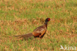 Ring-necked Pheasant (Phasianus colchicus)