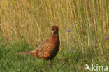 Ring-necked Pheasant (Phasianus colchicus)