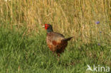 Ring-necked Pheasant (Phasianus colchicus)