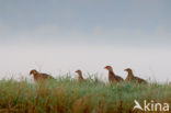 Ring-necked Pheasant (Phasianus colchicus)