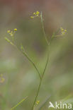 Slender Hare’s-ear (Bupleurum tenuissimum)
