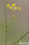Slender Hare’s-ear (Bupleurum tenuissimum)