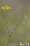 Slender Hare’s-ear (Bupleurum tenuissimum)