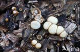 Crucibulum crucibuliforme