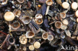 Crucibulum crucibuliforme