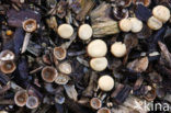 Crucibulum crucibuliforme