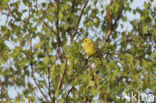 Yellowhammer (Emberiza citrinella)