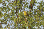 Geelgors (Emberiza citrinella)