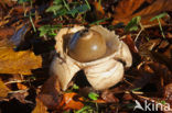 Collared Earthstar (Geastrum triplex)