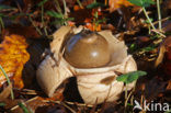 Collared Earthstar (Geastrum triplex)