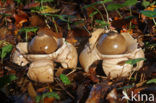 Collared Earthstar (Geastrum triplex)