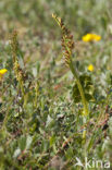 Moonwort (Botrychium lunaria)