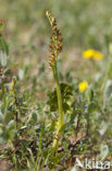 Moonwort (Botrychium lunaria)