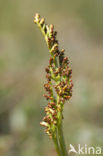 Moonwort (Botrychium lunaria)